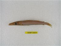 藏品(日本金梭魚)的圖片